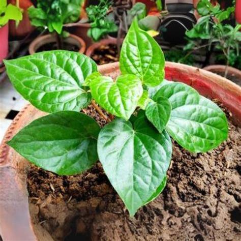 Maghai Pan Nagarvel Betel Leaf Live Plant – GreenParadiseLive