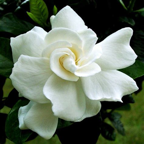 Gardenia/Jasmine Rose Regular - Top Perfuming - Fragrant Plants– Exotic ...
