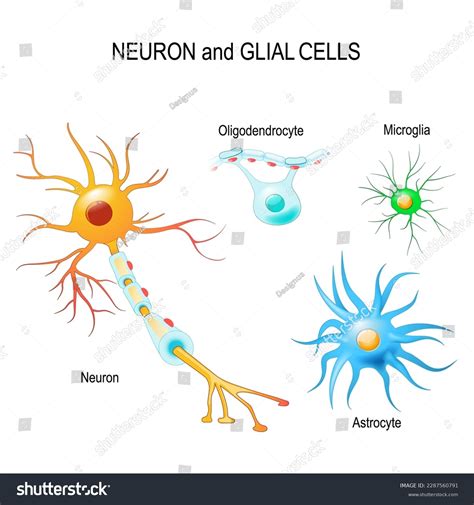 Oligodendrocytes Cells