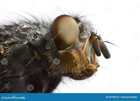 Fly Side View 的图像结果