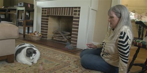 ‘I just wanted to help’: Woman who adopted Patches, the 40-pound cat ...