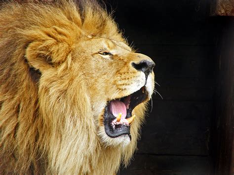 Image result for Lion Algorithm