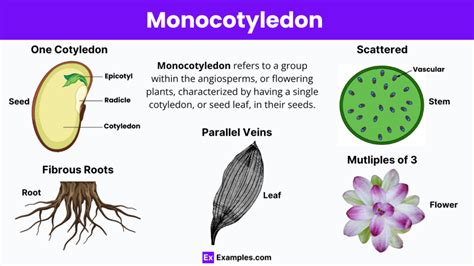 Monocots 的图像结果