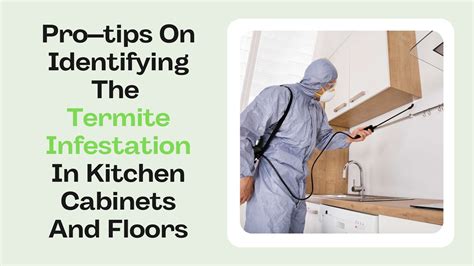 How Can The Termite Infestation In Kitchen Cabinets And Floors Be ...