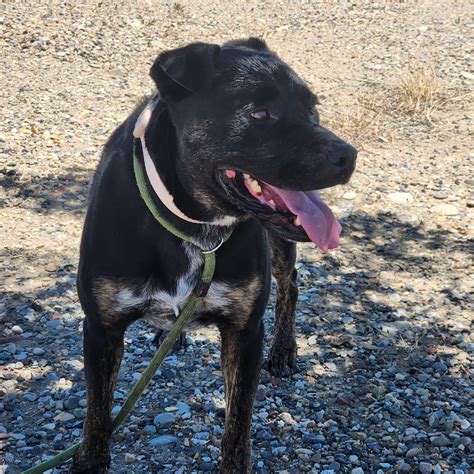 Melody – Grand Rivers Humane Society