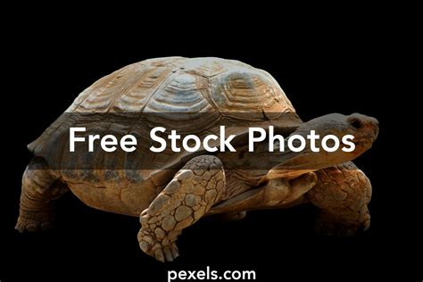Image result for Bumpy Shell Turtle