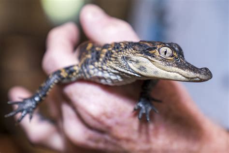 Hobe Sound Nature Center