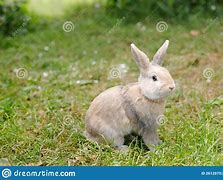 Image result for Cute Fluffy Easter Bunny