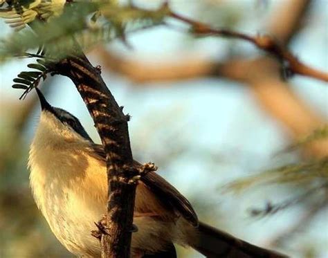 Sultanpur Bird Sanctuary - Gurgaon: Get the Detail of Sultanpur Bird ...