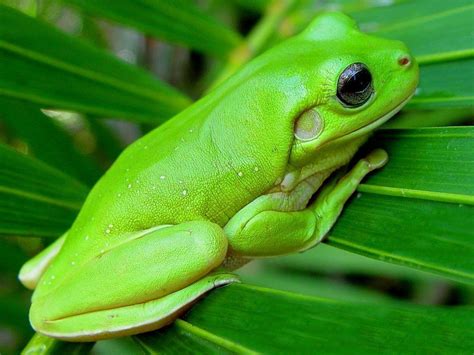 Tree Frog Desktop 的图像结果