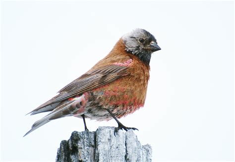 NW Bird Blog: Gray-crowned Rosy-Finch