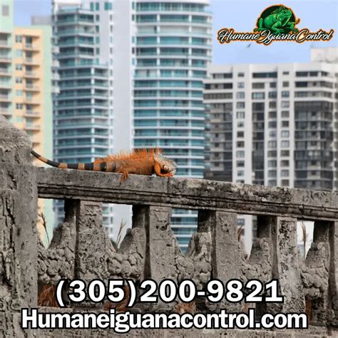 Iguana Removal Miami