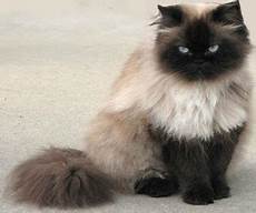 himalayan cats meow meow s land cat info whats the difference himalayan cats meow meow s land cat info whats the difference