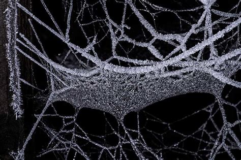 Spider Web Macro Photography How Birds Use Spider Webs In Nest