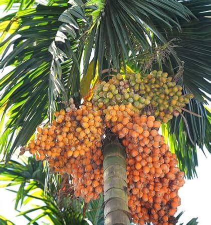 Oxygreenplant Thai Arecanut,Supari,Betel Nut Healthy Live Plant, Actual ...