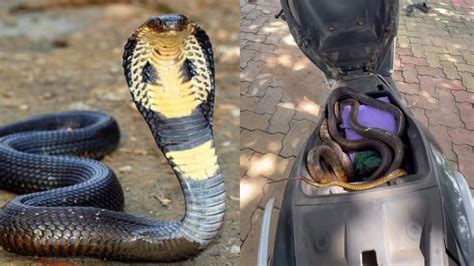 Snake In Scooty Video: వామ్మో.. స్కూటీలో నక్కి కూర్చున్న భారీ నాగు పాము ...