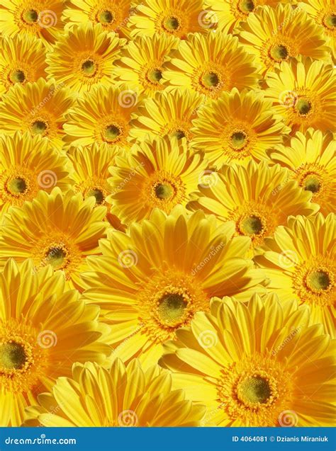 Beautiful yellow flower stock image. Image of florist - 4064081