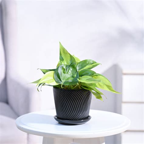 Buy Premium Philodendron Brasil plant | Beautiful variegated foliage ...