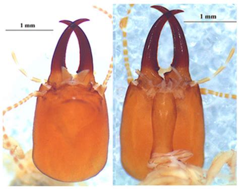 Insects | Special Issue : Ecology of Termites