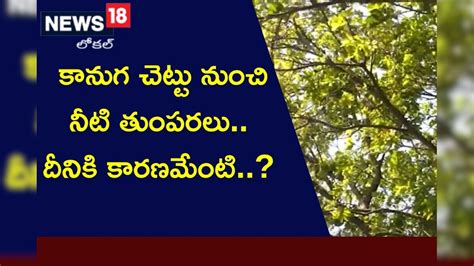 వర్షం కురిపిస్తున్న కానుగ చెట్టు.. మండుటెండల్లోనూ చిరు జల్లులు.. దీనికి ...