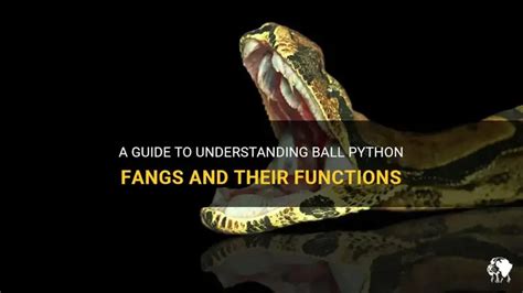 A Guide To Understanding Ball Python Fangs And Their Functions | PetShun