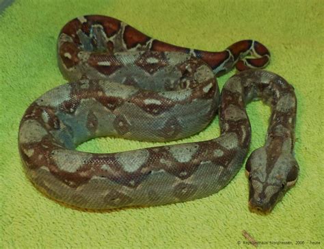 10 Boa constrictor imperator Kaiserboa MEXIKO Zwergboa Mix NZ 2015 in ...