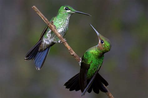 Male vs. Female Hummingbirds: 6 Main Differences!