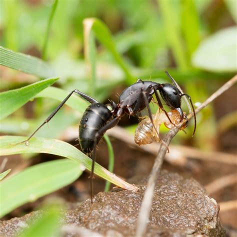 Black Ants Bite