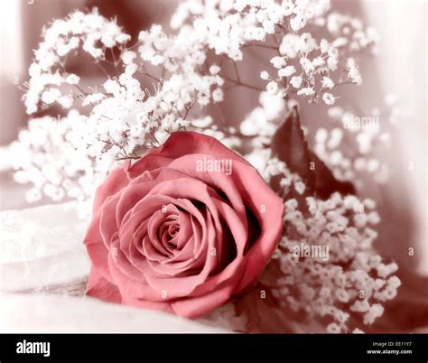 Red rose and white flowers on the window Stock Photo - Alamy