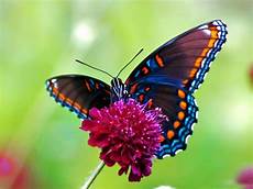Colorful Butterfly Wallpaper by Butterfly Desktop Wallpapers Allfreshwallpaper Colorful Butterfly Wallpaper