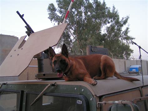 military belgian malinois dog san jose california – Pure Malinois