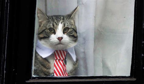 Julian Assange's cat: A brief history- The Week