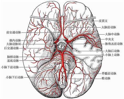 Image result for Alien Science Diagram