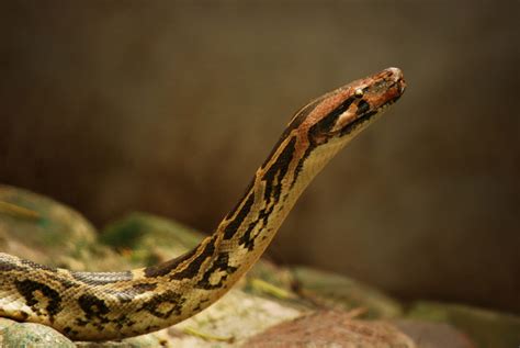 Wild Python Snakes 的图像结果