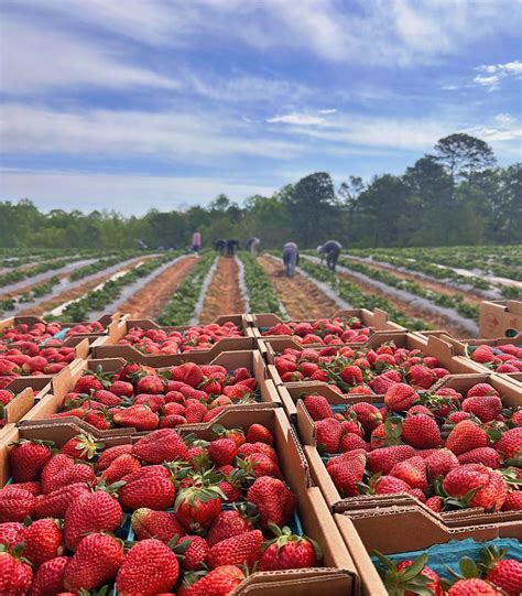 U-Pick Strawberry Picking at Jaemor Farms