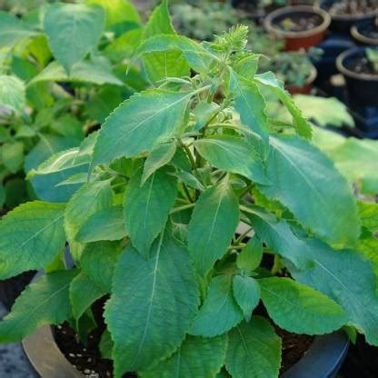Biosnyg African Tree Basil (Ocimum gratissimum) Rare Medicinal Herb ...