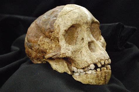 Australopithecus Discovery 的图像结果