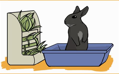 Rabbit Evolution Coin Poop 的图像结果