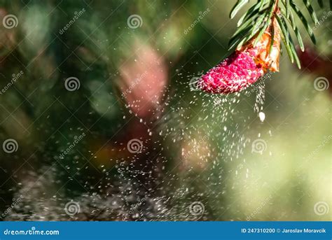 Image result for Pollen Coming Off Tree