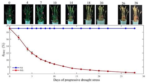 Relationship between Photosynthetic CO2 Assimilation and Chlorophyll ...