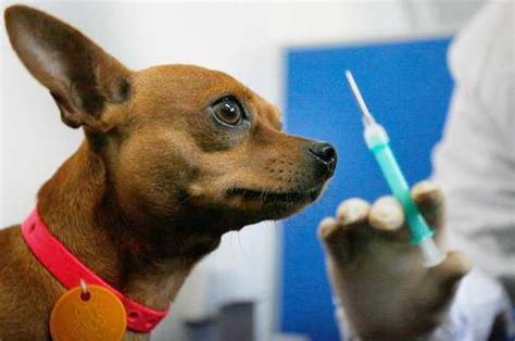 被猫狗伤到什么程度需要打疫苗？没有明显伤口更要谨慎对待_发病
