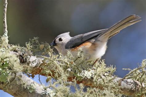 The Vineyard Gazette - Martha's Vineyard News | Singing in Warmth