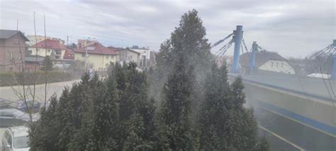 Image result for Pollen Coming Off Tree