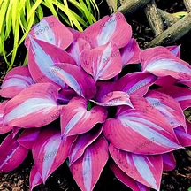 Image result for Hosta Blue Mixed