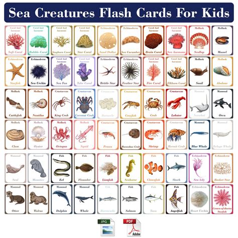 Terrifying Sea Creatures Flash Cards 的图像结果