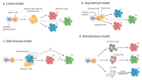 Memory CD4+ T Cells in Immunity and Autoimmune Diseases