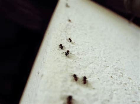 How do ants crawl on walls? A biologist explains their sticky, spiky ...
