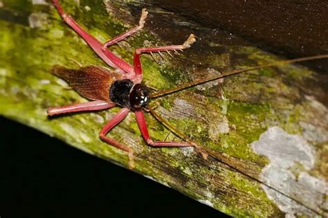 Mormon Crickets 的图像结果