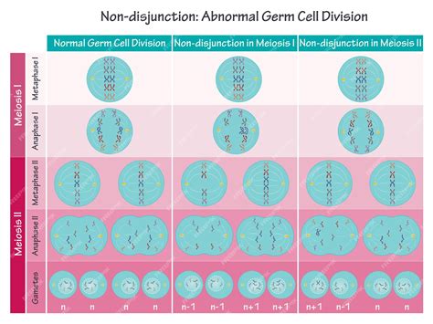 Nondisjunction In Meiosis
