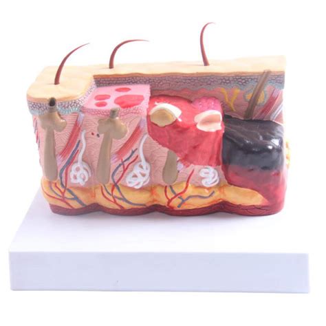 Skeleton Model Skin Anatomical Model Medical Anatomical Skin Model ...